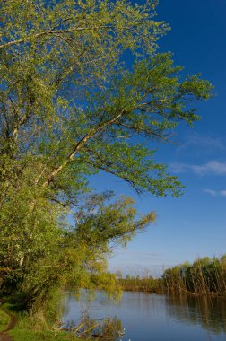 Green deciduous trees on the banks of the river Psel on a sunny morning. Spring season in May. Cover. Ukraine. Europe.