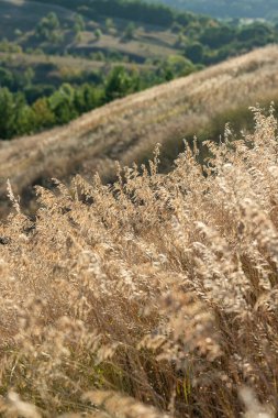 Dry ears of plants on a hillside in the evening in the golden light of the setting sun blurred background of the landscape. Summer season, August. Ukraine. Europe. Cover.