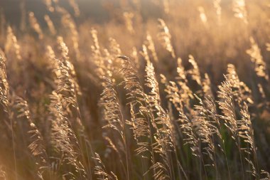 Dry ears of plants in the meadow in the evening in the golden light of the setting sun. Summer season, August. Ukraine. Europe. Cover/