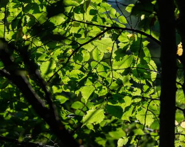 Green foliage and tree branches in the shade of deciduous forest on a sunny day. Summer season, August.