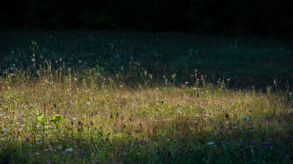 Grass Meadow Spot Sunlight Dark Background Summer Season — Foto Stock