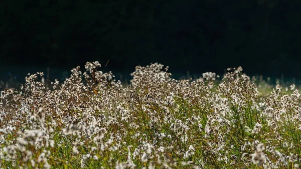 Silhouetten Weißer Blühender Pflanzen Sonnenlicht Auf Dunklem Hintergrund Sommersaison August — Stockfoto