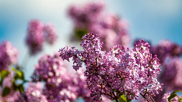 Blooming Lilacs Blurred Background Blue Sky Spring Season Web Banner —  Fotos de Stock