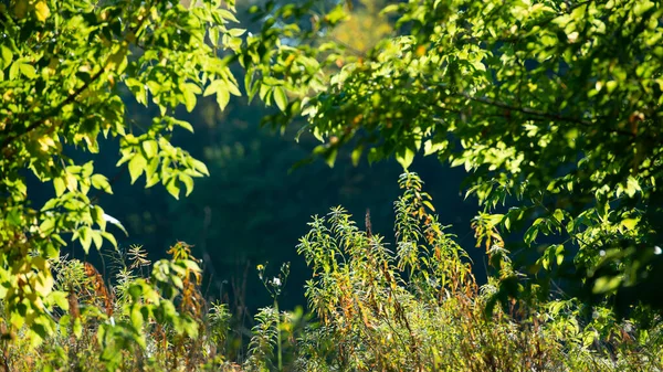 Silhouetten Grüner Pflanzen Und Laub Von Bäumen Sonnenlicht Auf Dunklem — Stockfoto