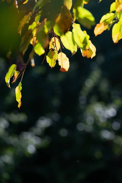 Yellowing Foliage Trees Sunlight Dark Background Summer Season August Ukraine — Stock Photo, Image