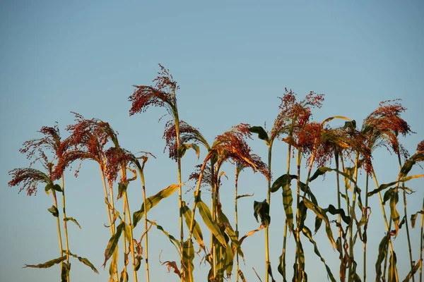 Silhouettes Millet Sorghum Plants Background Sky Field Evening Summer Season — Zdjęcie stockowe