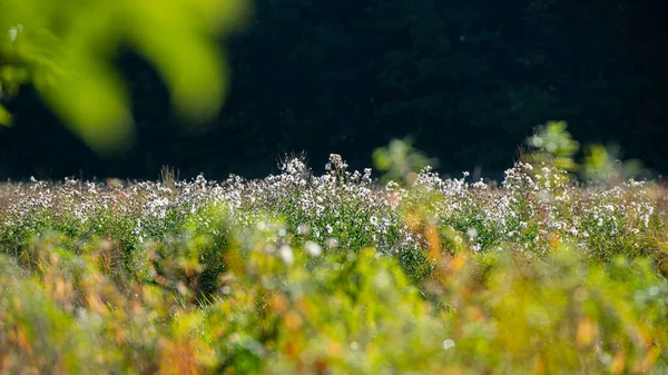 Silhouetten Weißer Blühender Pflanzen Sonnenlicht Auf Dunklem Hintergrund Sommersaison August — Stockfoto