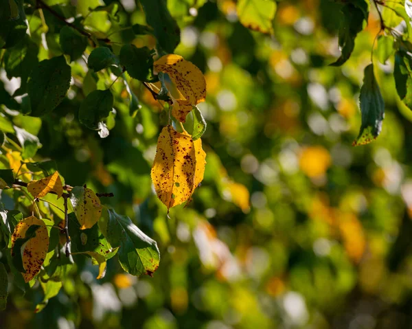 Yellowing Foliage Trees Sunlight Dark Background Summer Season August Design — Stock Photo, Image