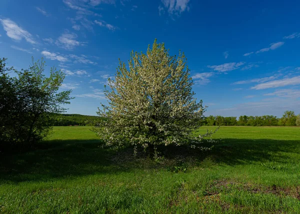 Blühender Apfelbaum Auf Der Wiese Einem Sonnigen Tag Frühlingszeit — Stockfoto