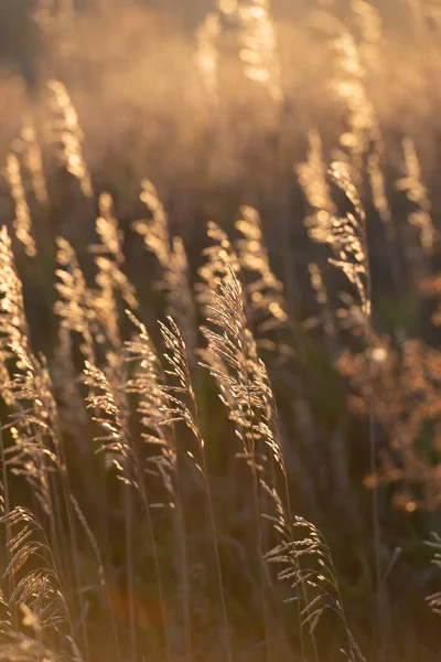Dry Ears Plants Meadow Evening Golden Light Setting Sun Summer — Φωτογραφία Αρχείου