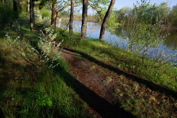 Walking Path Shadows Trees Deciduous Forest Sunny Morning Spring Season — Stock Photo, Image