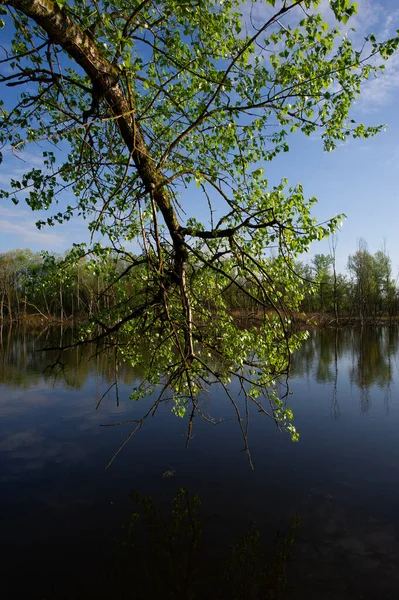 Branch Tree Green Foliage Hangs Water Surface River Sunny Morning — Stockfoto