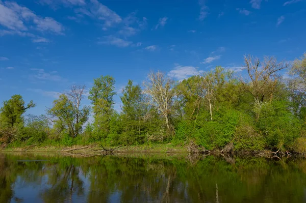 Deciduous Forest Bank Deep River Psel Morning Landscape Countryside Spring — Foto de Stock