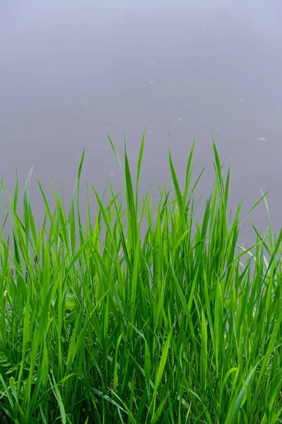 Rumput Hijau Padang Rumput Pada Latar Belakang Air Yang Kabur — Stok Foto