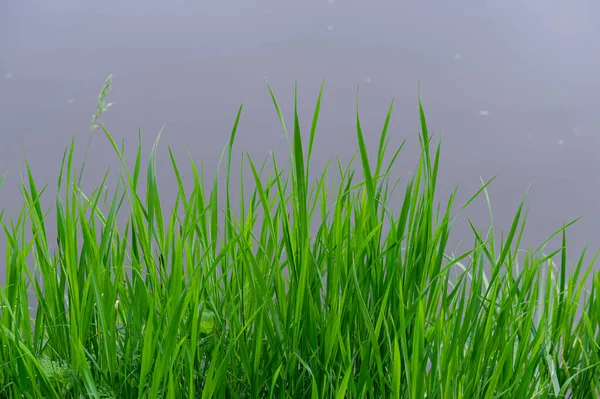 Erba Prato Verde Sfondo Acqua Sfocata Sfondo Naturale Stagione Primaverile — Foto Stock
