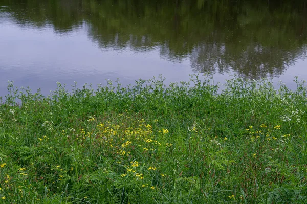Odbicie Wodzie Stawu Łąki Traw Brzegu Krajobraz Wiejski Naturalne Tło — Zdjęcie stockowe