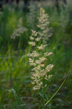 Güneşli bir sabahta çam ormanında altın çim dikenleri. Yaz mevsimi, Haziran, Ukrayna. Avrupa.