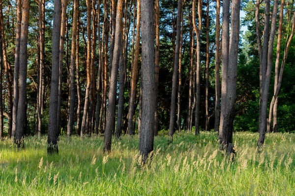 Sunny Morning Pine Forest Wild Landscape Summer Season June Ukraine — Foto de Stock