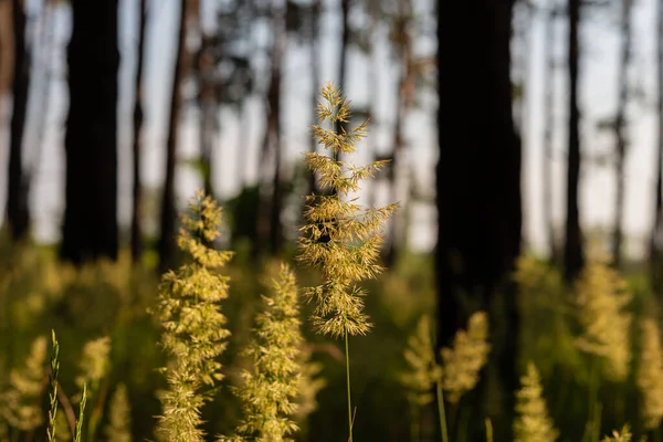 Złote Kolce Trawy Sosnowym Lesie Słoneczny Poranek Sezon Letni Czerwiec — Zdjęcie stockowe
