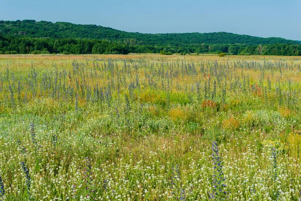 Hügel Mit Laubwald Und Blühendem Gras Auf Der Wiese Einem lizenzfreie Stockfotos