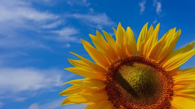 Mavi gökyüzüne karşı çiçek açan ayçiçeği, yakın plan. Yaz sezonu. Web pankartı.