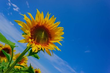 Mavi gökyüzüne karşı yeşil yapraklı çiçek açan ayçiçeği, yakın plan. Yaz sezonu. Web pankartı.