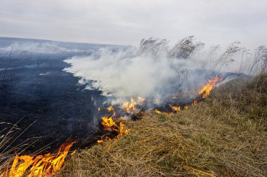 Bozkırda kuru otlar yanıyor, güçlü bir rüzgar ateşi şiddetlendiriyor. Çiftçiler kasten çimleri ateşe verdi. Sonbahar sezonu. Ukrayna. Avrupa.