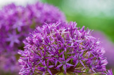 Bahçedeki bulanık yeşil arka planda çiçek açan mor alium. Bahar mevsimi.