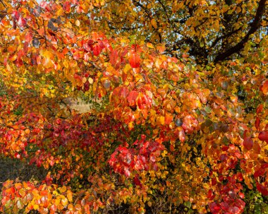 Ağaçların dalları güneşli bir günde sarı ve kırmızı yapraklarla kaplıdır. Sonbahar sezonu. Tasarım için. 