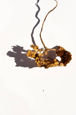 Bir bitkinin kuru kahverengi yaprağı güneşli bir günde açık bir arka planda yatar. Kuru bitki yaprağı ve gölgesi. Tasarım için. Web afişi. Kapak.