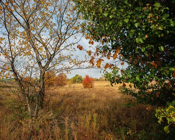 Arbres Dans Une Prairie Feuillage Rouge Vert Jaune — Photo