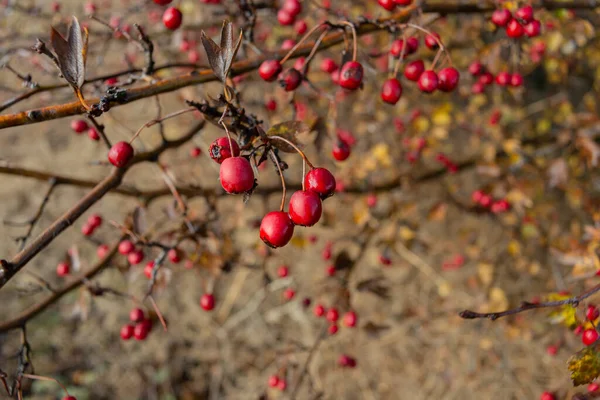 Zweige Mit Roten Weißdornfrüchten Die Mit Tautropfen Bedeckt Sind Herbstzeit — Stockfoto