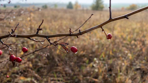 Gałęzie Czerwonym Owocem Głogu Pokryte Kroplami Rosy Jesienny Sezon Projektowania — Zdjęcie stockowe