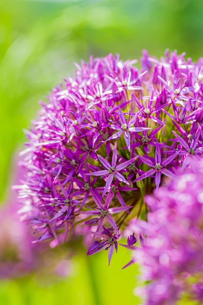 Alium Púrpura Flor Sobre Fondo Verde Borroso Jardín Temporada Primavera —  Fotos de Stock