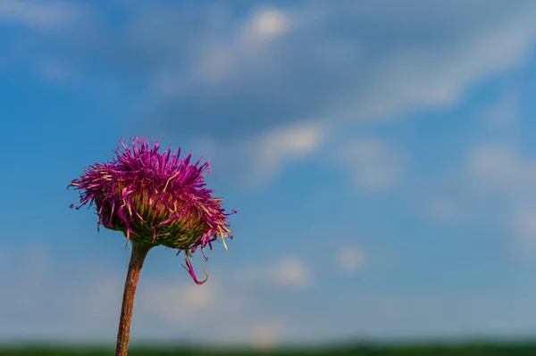 Kwitnący Kwiat Ostrokrzewu Tle Błękitnego Nieba Zbliżenie Sezon Wiosenny — Zdjęcie stockowe