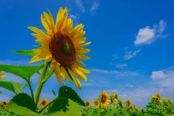 Blooming sunflower with green foliage against the blue sky, close-up. Summer season. Web banner.