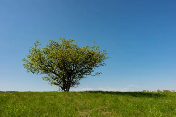 Hawthorn Bush Groene Kruiden Tegen Blauwe Lucht Voorjaarsseizoen Voor Ontwerp — Stockfoto