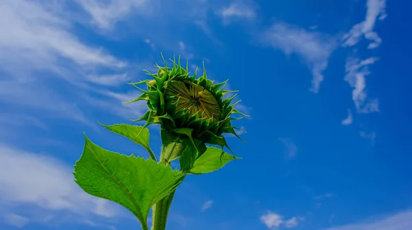 Green sunflower with green foliage against the background of a field and blue sky, close-up. Summer season. Web banner.