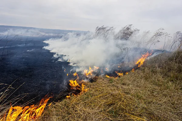 Trockenes Gras Brennt Der Steppe Ein Starker Wind Verschärft Das Stockbild