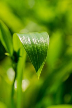 Bulanık yeşil arka planda yeşil yapraklar. Yaz mevsimi.