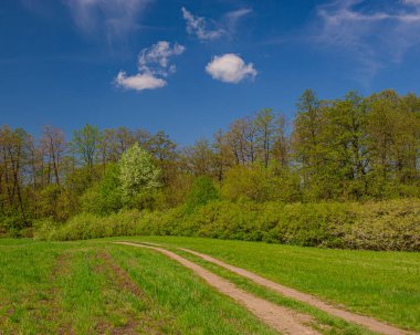 Çayırdaki toprak yolda yaprak döken ormanın arka planına karşı. Bahar mevsimi.
