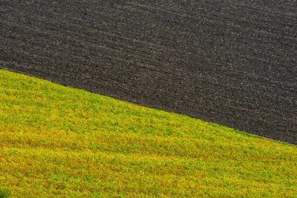 Plowed Field Field Covered Plants Blooming Yellow Flowers Rural Landscape — Stock Photo, Image