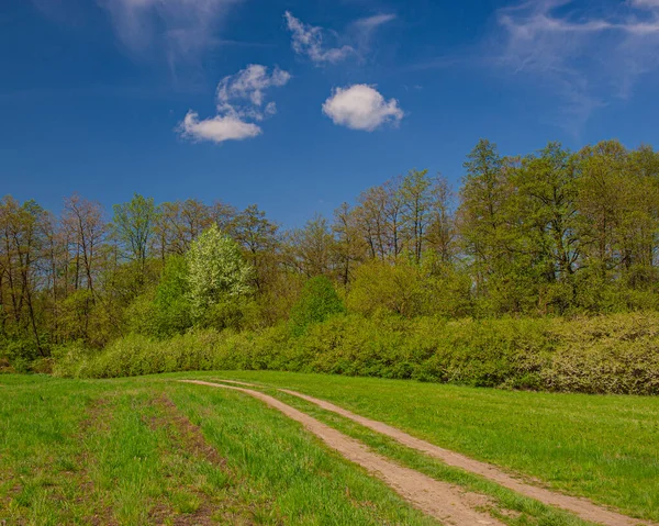 Dirt Road Meadow Backdrop Deciduous Forest Spring Season — Stock Photo, Image