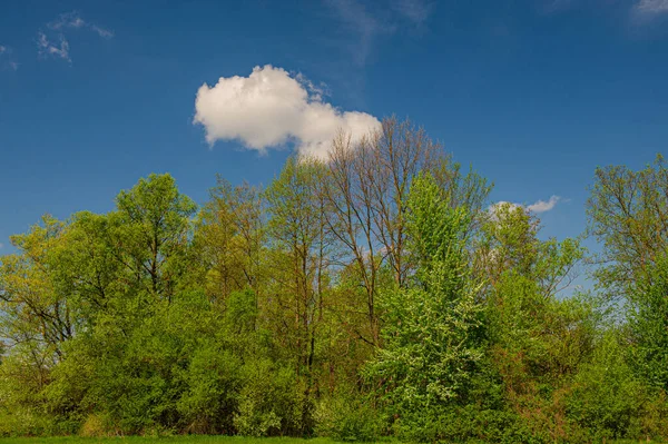 Kvetoucí Zelené Listnaté Stromy Louka Krajina Jarní Sezóna Venkově — Stock fotografie