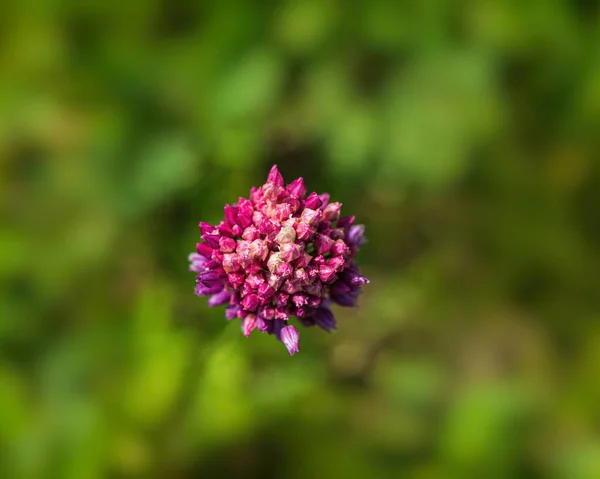 Purpurowy Dziki Kwiat Czosnku Rozmytym Zielonym Tle Widok Góry Sezon — Zdjęcie stockowe