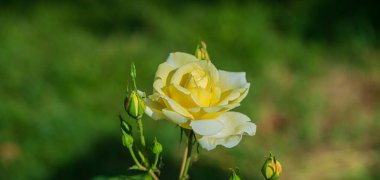 Bulanık yeşil bir arka planda, yakın plan krem gül çiçeği. Kırsal kesimde. Yaz sezonu. Web pankartı.