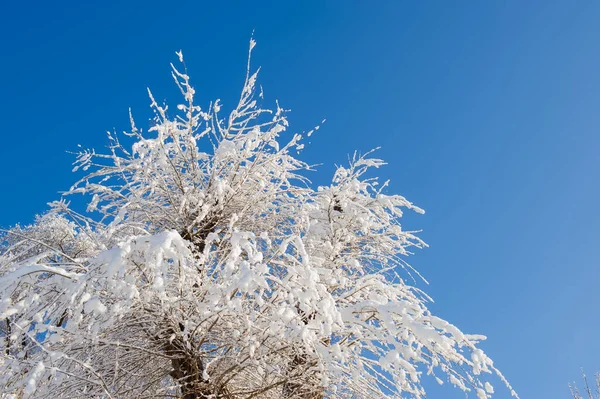 蓝天的背景下 树梢上覆盖着一层新的厚厚的雪 设计的自然背景 — 图库照片