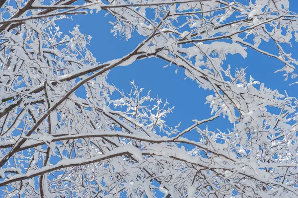 Ramos Das Árvores São Cobertos Com Neve Fresca Dia Ensolarado — Fotografia de Stock