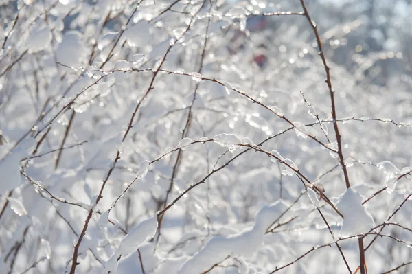 branches of the bush are covered with snow on a sunny day. Winter season. Web banner. Natural background for design.