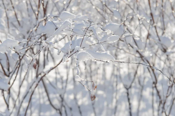Les Branches Buisson Sont Couvertes Neige Par Une Journée Ensoleillée — Photo